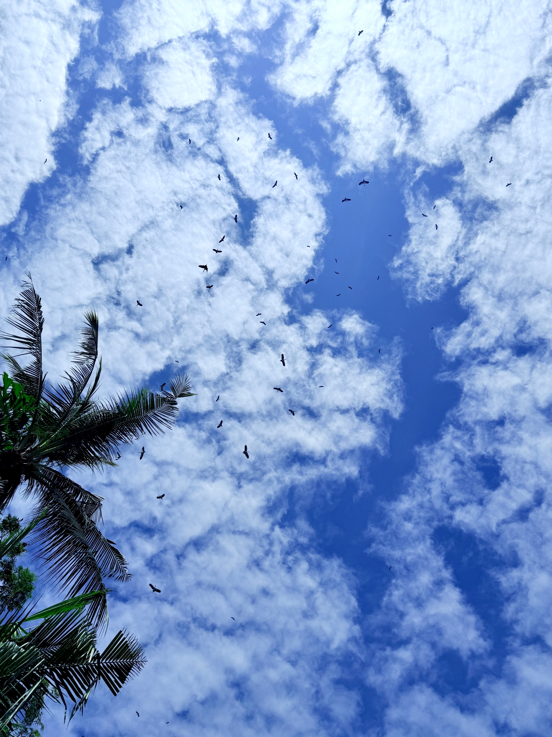 Birds soaring among clouds in Thailand