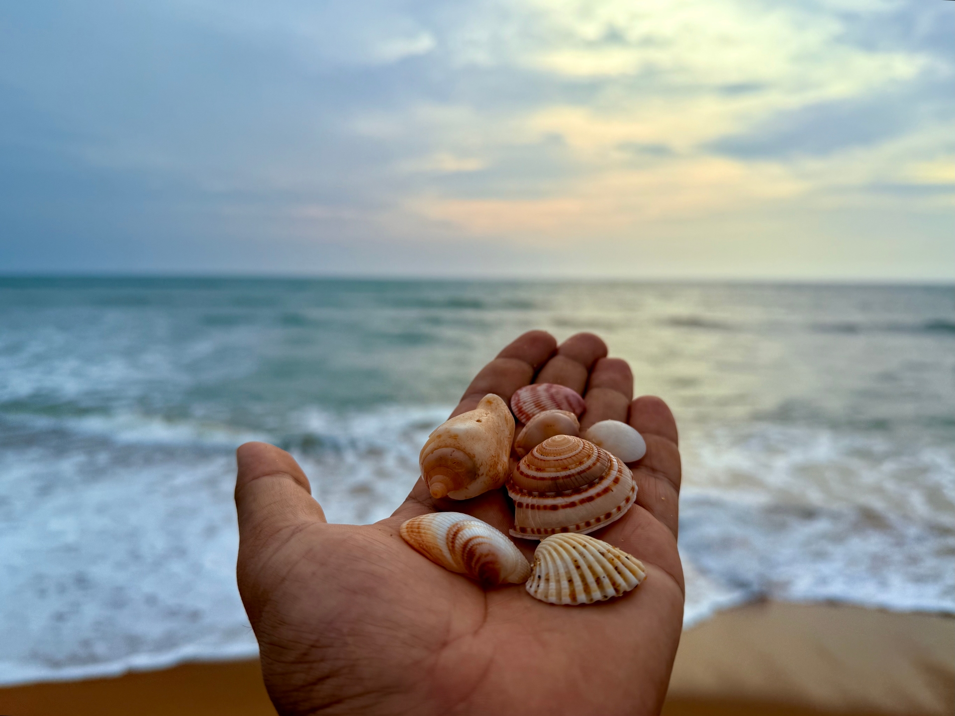 Collection of sea shells on the shore