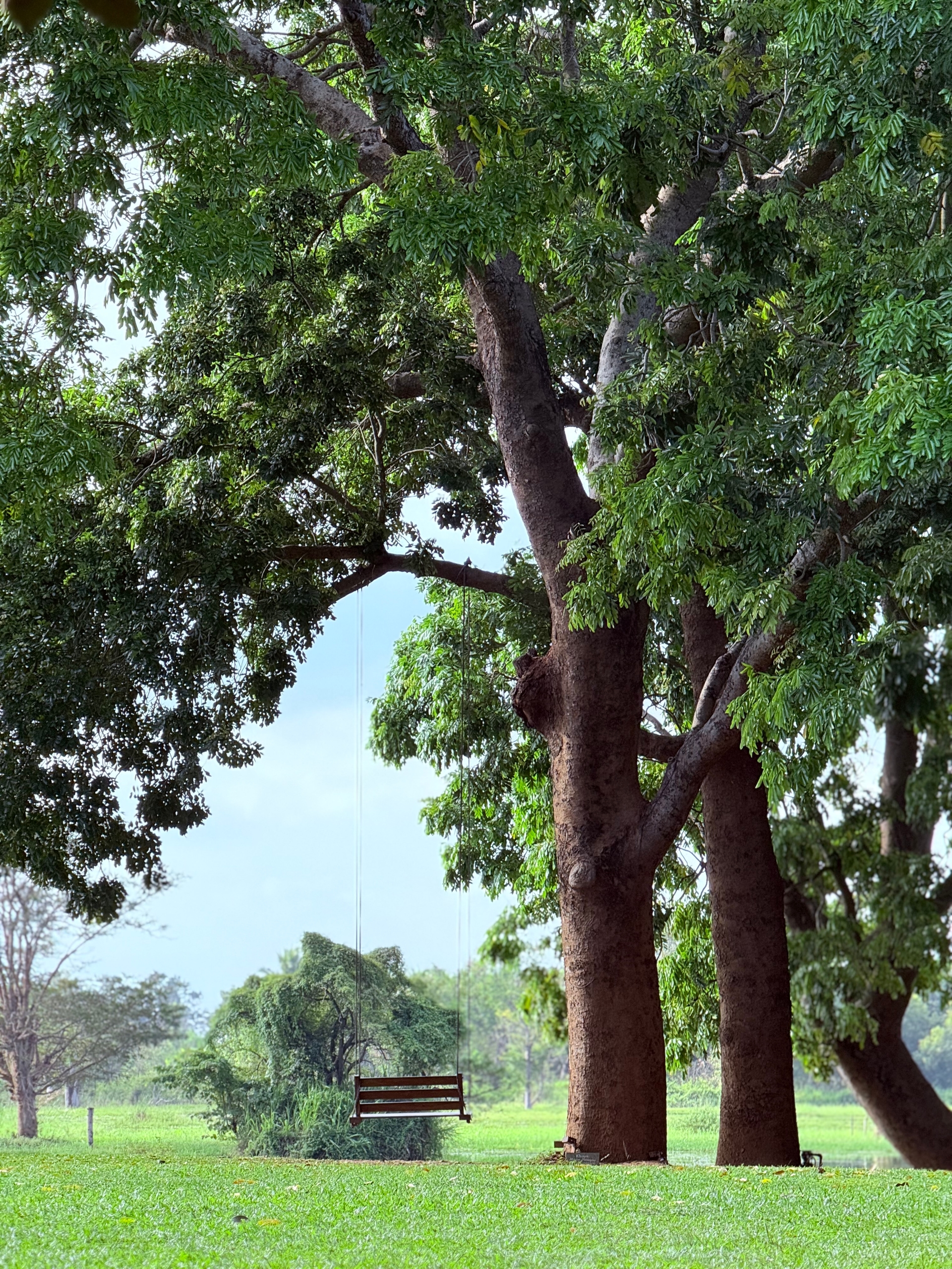 A swing surrounded by lush green foliage