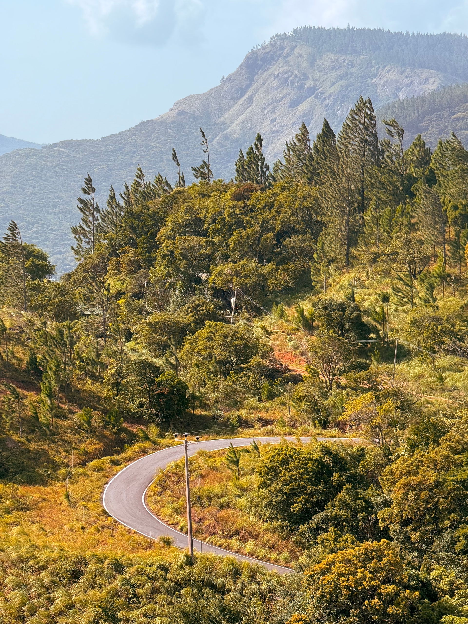 A wild road cutting through nature